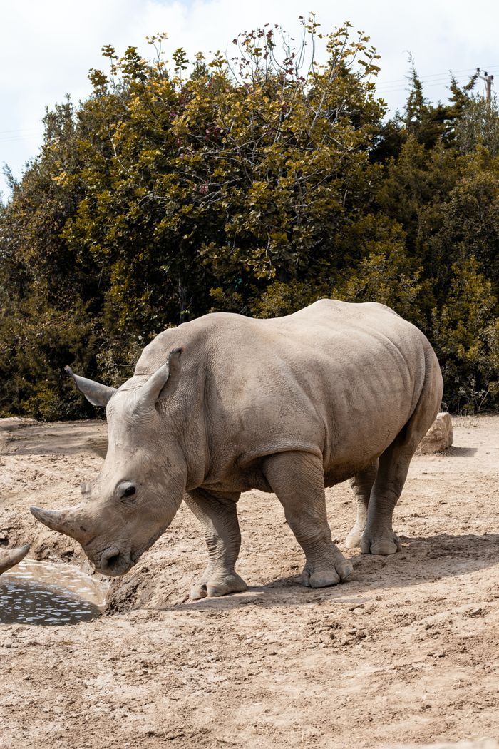 A critically endangered Northern White Rhino in its natural habitat at a wildlife reserve.