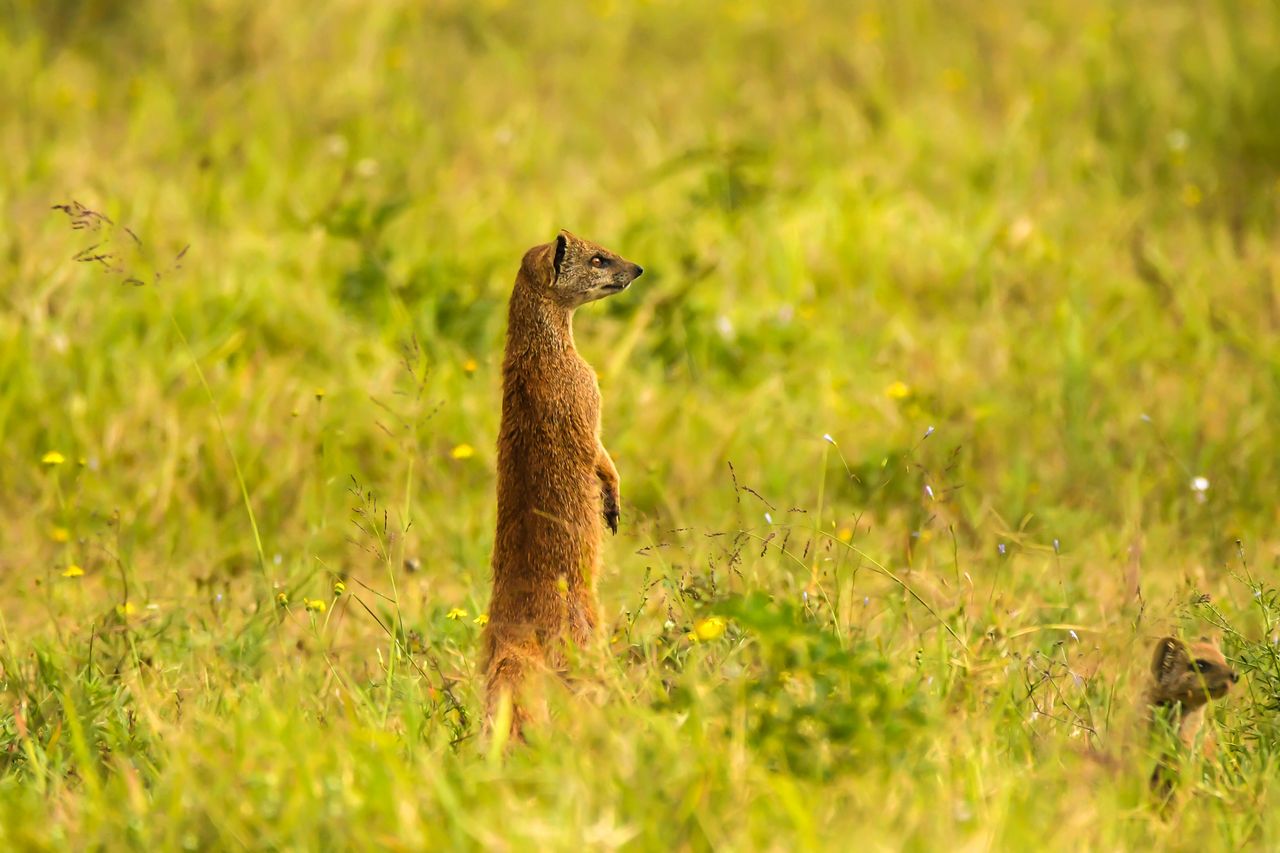 Alert mongoose standing in lush green grassland, showcasing wildlife alertness.