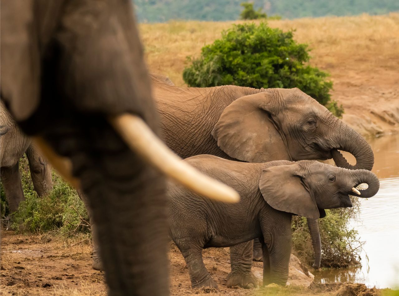 A family of African elephants, including a calf, drinks at a waterhole in a safari landscape.