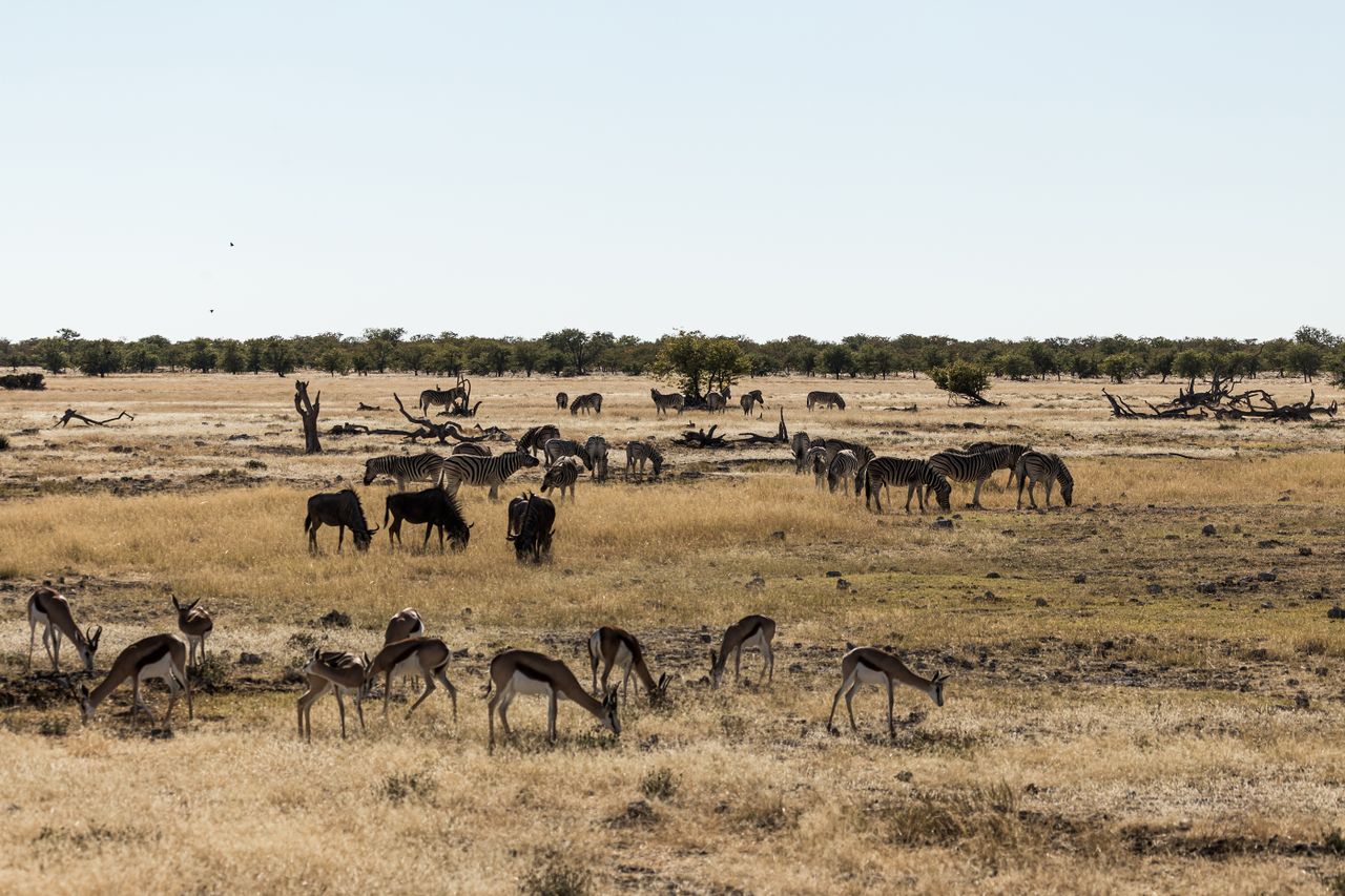 A picturesque wildlife scene featuring zebras and springboks grazing in an African savannah landscape under a clear sky.