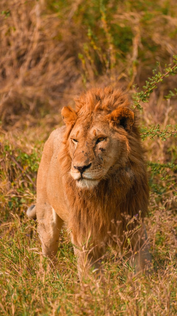 A majestic African lion roaming the wilderness in Tanzania, showcasing the natural beauty of African wildlife.