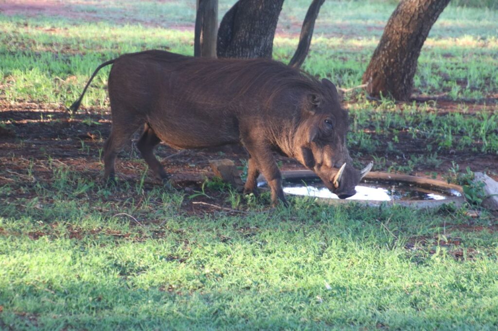 A wild warthog drinks water in a grassy field, showcasing wildlife in its natural environment.