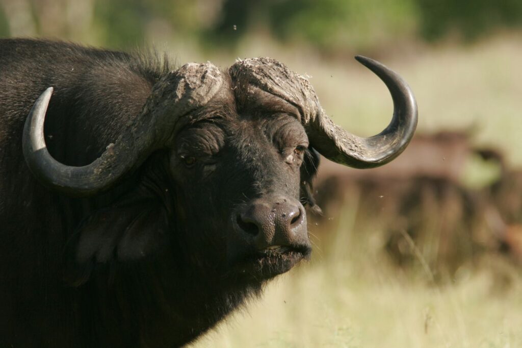 A detailed close-up of an African buffalo captured in its natural habitat.